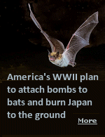 The plan was to use thousands of the nocturnal creatures fitted with bombs and dropped over Japan during the day, safe in the knowledge they would seek out the dark loft spaces of homes which were mostly made from wood and paper.